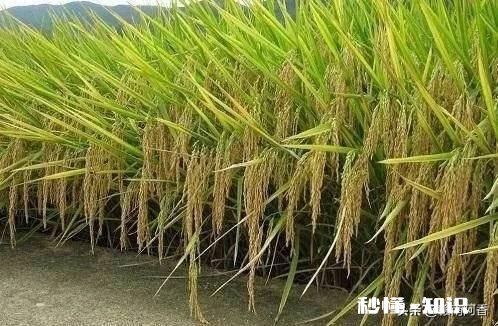 大肥田怎样插秧才能丰收