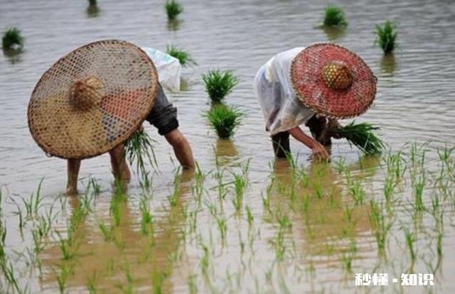大肥田怎样插秧才能丰收