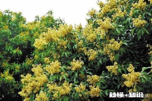 你会选择哪些荔枝授粉最有效的方法呢