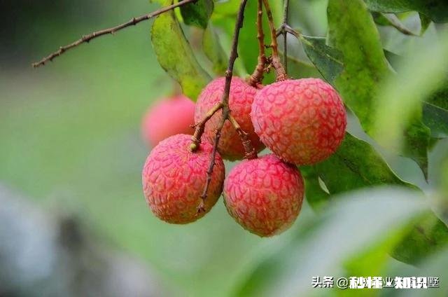 你会选择哪些荔枝授粉最有效的方法呢