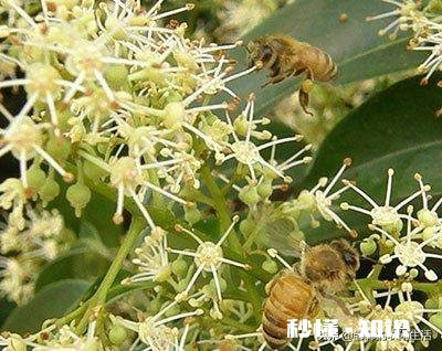 你会选择哪些荔枝授粉最有效的方法呢