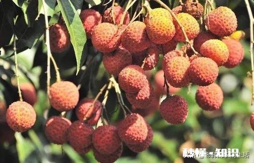 你会选择哪些荔枝授粉最有效的方法呢