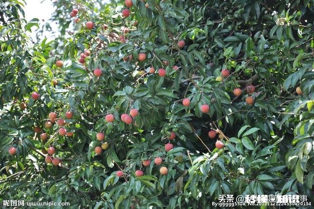 你会选择哪些荔枝授粉最有效的方法呢