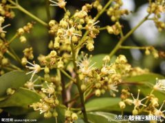 你会选择哪些荔枝授粉最有效的方法呢