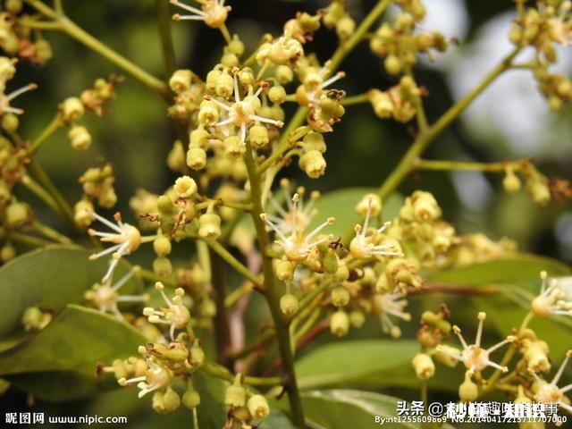 你会选择哪些荔枝授粉最有效的方法呢