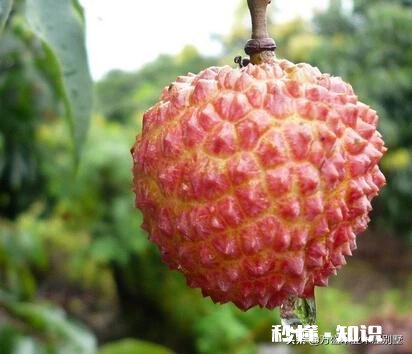 你会选择哪些荔枝授粉最有效的方法呢