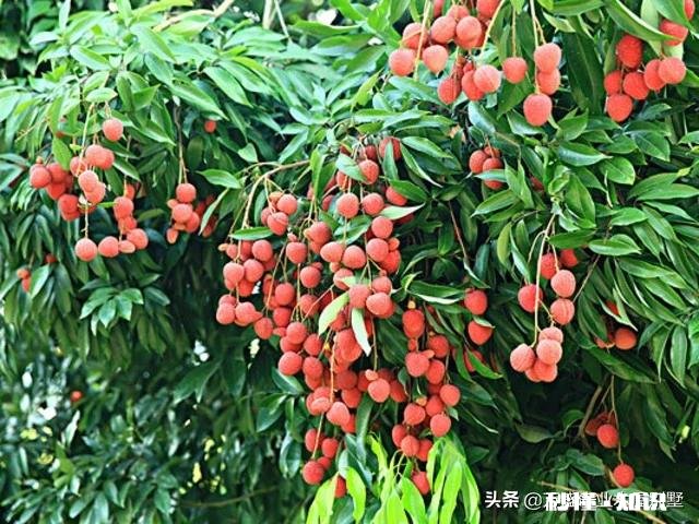 你会选择哪些荔枝授粉最有效的方法呢