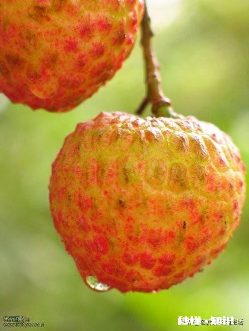 你会选择哪些荔枝授粉最有效的方法呢