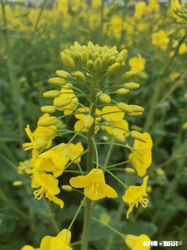 “春季风吹万物生，花红叶绿草青青”，如何用摄影作品，还原出这样的场景