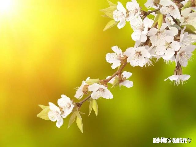 “春季风吹万物生，花红叶绿草青青”，如何用摄影作品，还原出这样的场景