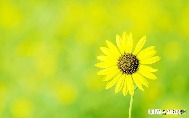 “春季风吹万物生，花红叶绿草青青”，如何用摄影作品，还原出这样的场景