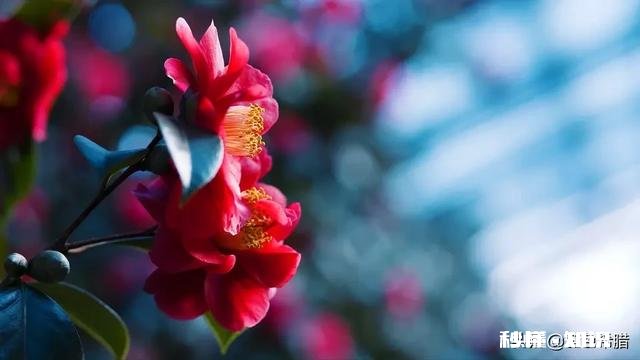 “春季风吹万物生，花红叶绿草青青”，如何用摄影作品，还原出这样的场景