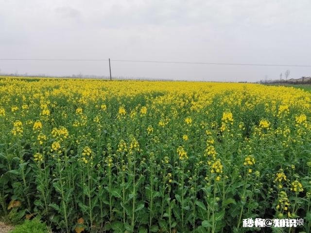 “春季风吹万物生，花红叶绿草青青”，如何用摄影作品，还原出这样的场景