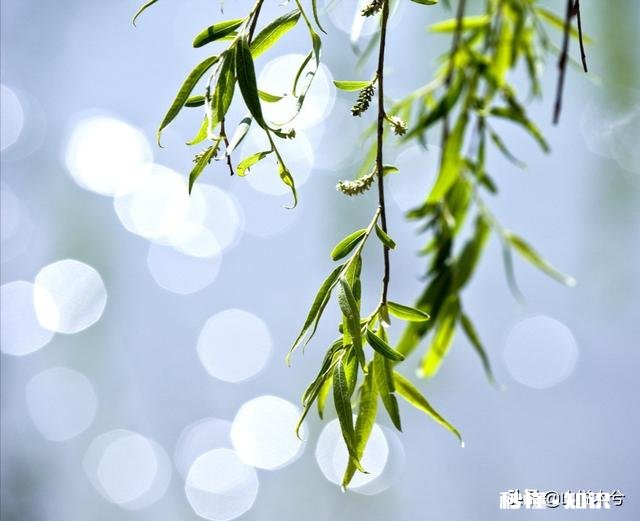 “春季风吹万物生，花红叶绿草青青”，如何用摄影作品，还原出这样的场景