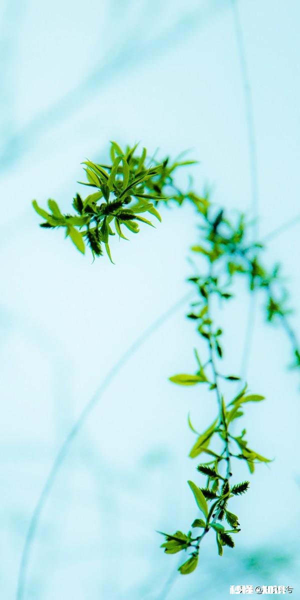 “春季风吹万物生，花红叶绿草青青”，如何用摄影作品，还原出这样的场景