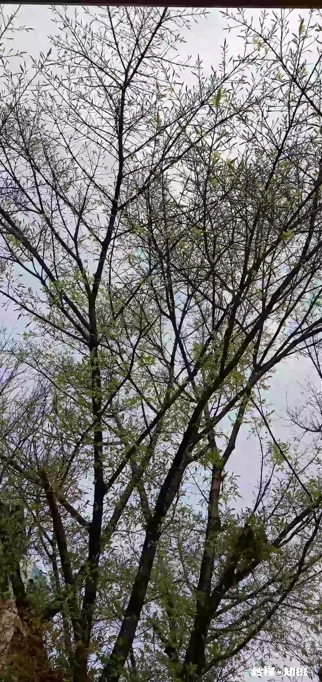 “春季风吹万物生，花红叶绿草青青”，如何用摄影作品，还原出这样的场景