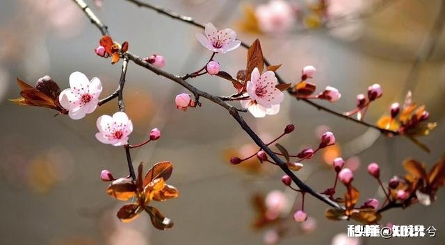 “春季风吹万物生，花红叶绿草青青”，如何用摄影作品，还原出这样的场景