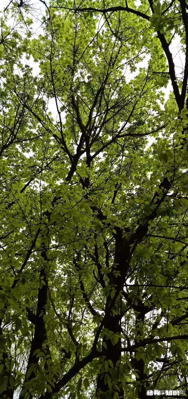 “春季风吹万物生，花红叶绿草青青”，如何用摄影作品，还原出这样的场景