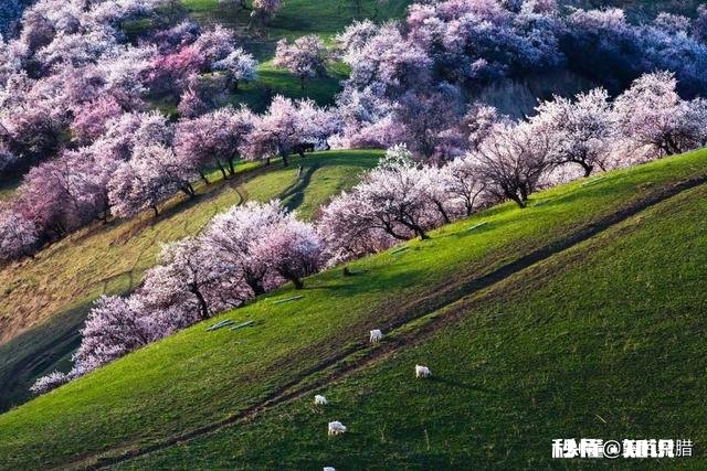 “春季风吹万物生，花红叶绿草青青”，如何用摄影作品，还原出这样的场景