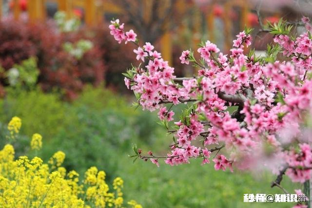 “春季风吹万物生，花红叶绿草青青”，如何用摄影作品，还原出这样的场景