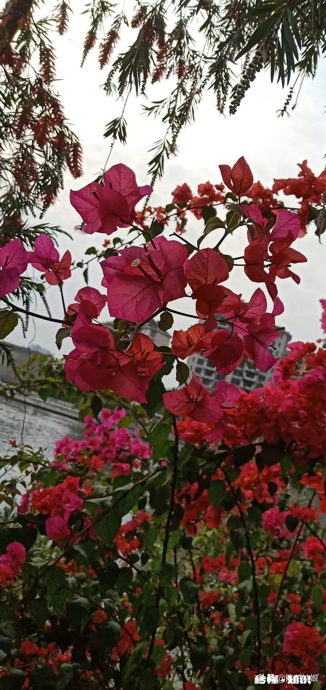 “春季风吹万物生，花红叶绿草青青”，如何用摄影作品，还原出这样的场景