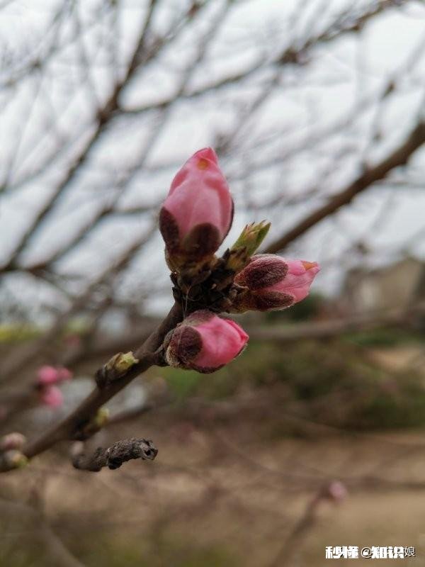 “春季风吹万物生，花红叶绿草青青”，如何用摄影作品，还原出这样的场景