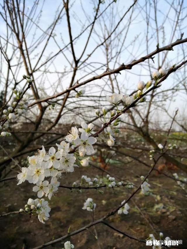“春季风吹万物生，花红叶绿草青青”，如何用摄影作品，还原出这样的场景
