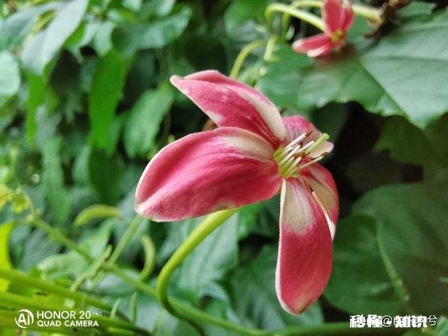 “春季风吹万物生，花红叶绿草青青”，如何用摄影作品，还原出这样的场景