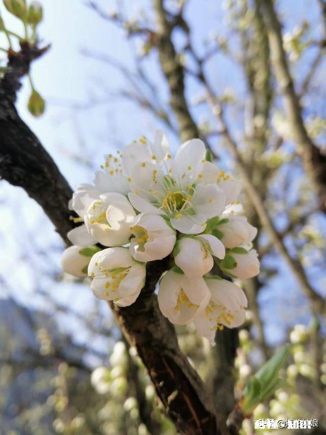 “春季风吹万物生，花红叶绿草青青”，如何用摄影作品，还原出这样的场景