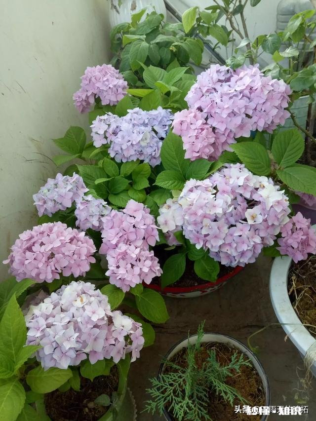 中华木绣球种植方法