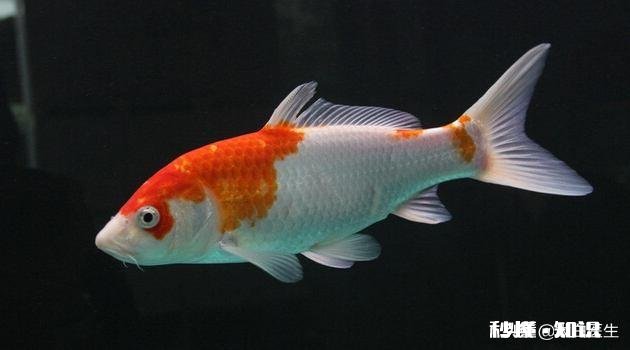 鱼缸的水用什么水好家用的普通自来水可以吗