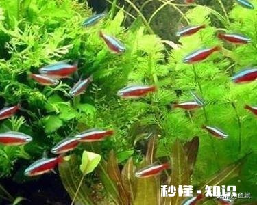 鱼缸的水用什么水好家用的普通自来水可以吗