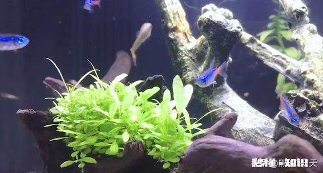 鱼缸的水用什么水好家用的普通自来水可以吗