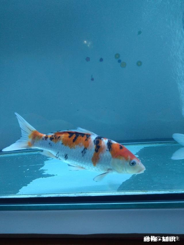 鱼缸的水用什么水好家用的普通自来水可以吗