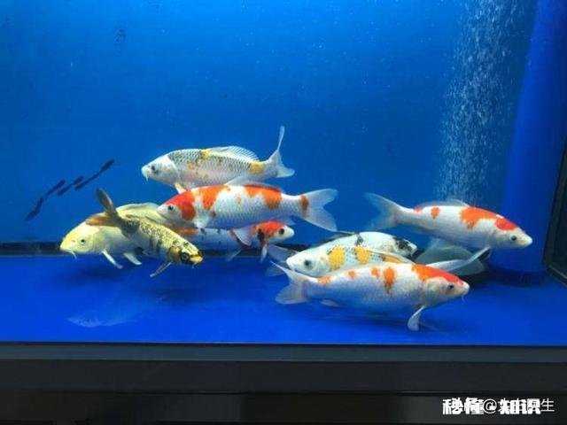 鱼缸的水用什么水好家用的普通自来水可以吗