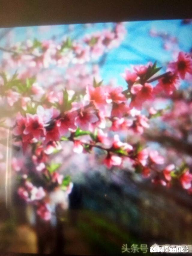 上联：昨晚雨疏润入夜，春草似烟笼，桃花依样红，邀下联