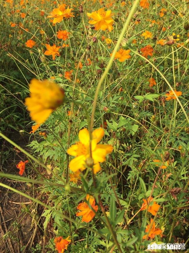 遇到不开心或者烦心事你是如何调整自己的呢