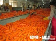 红萝卜可以做成产业吗