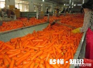 红萝卜可以做成产业吗