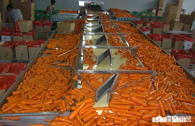 红萝卜可以做成产业吗