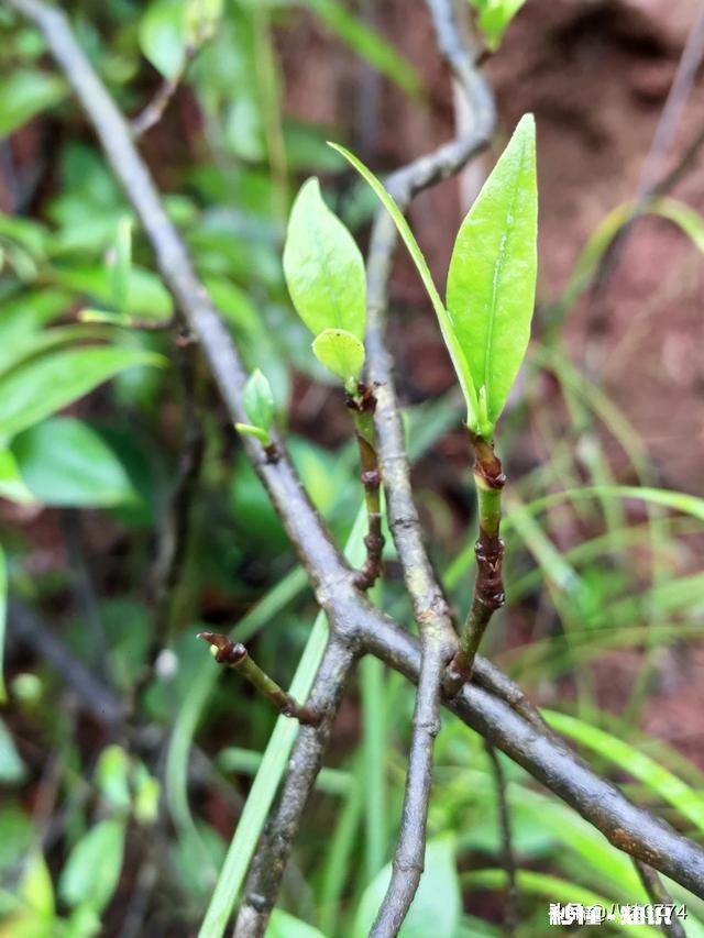 当初促使你做自媒体或小视频的初衷是什么