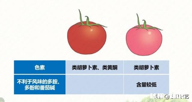 问：彩色番茄呈现各种颜色是由什么决定的