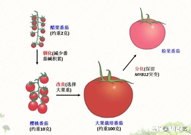 问：彩色番茄呈现各种颜色是由什么决定的