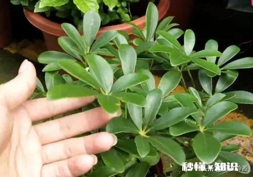 鸭掌木六月份可以剪枝吗