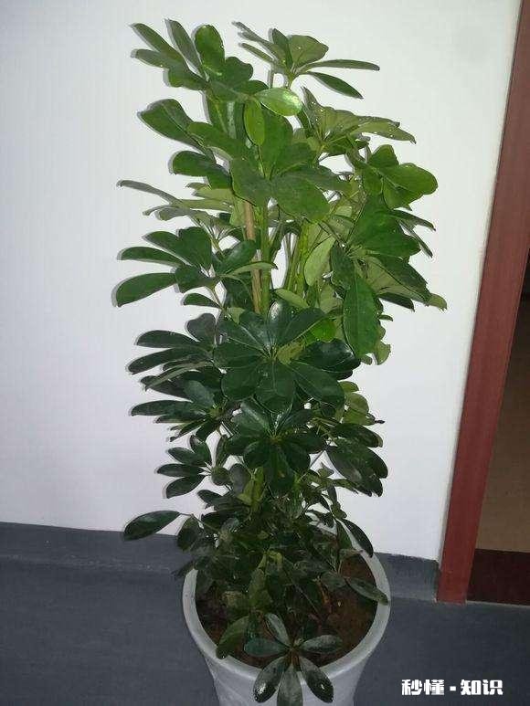 鸭掌木六月份可以剪枝吗