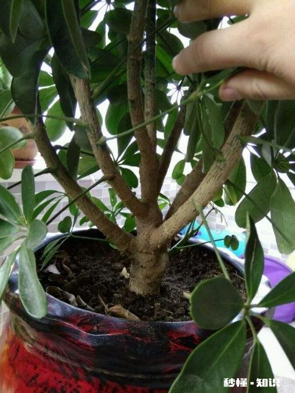 鸭掌木六月份可以剪枝吗