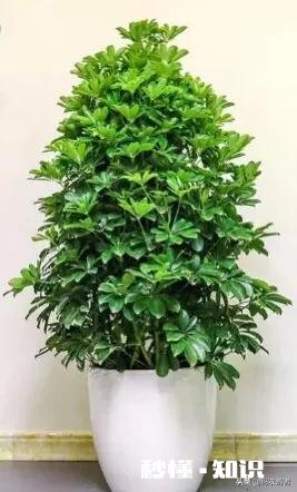 鸭掌木六月份可以剪枝吗