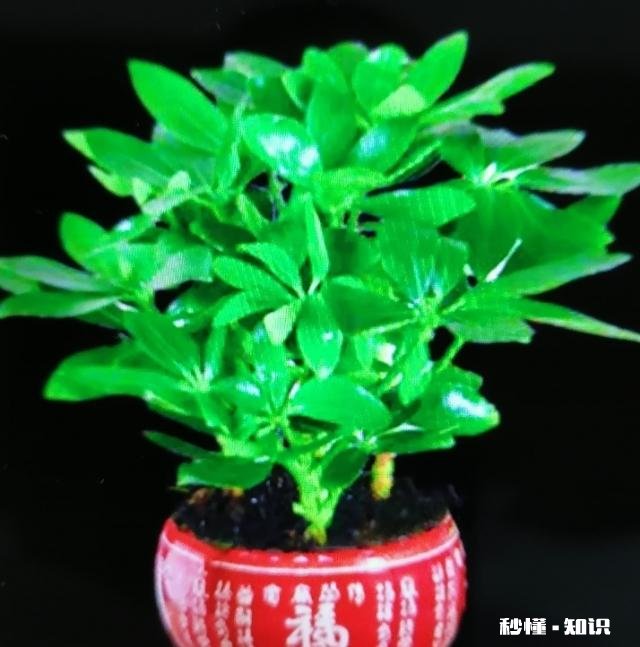 鸭掌木六月份可以剪枝吗