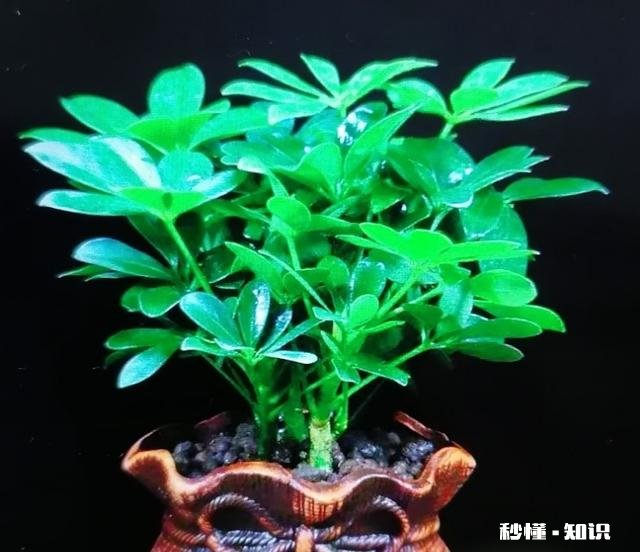 鸭掌木六月份可以剪枝吗