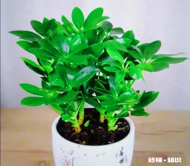 鸭掌木六月份可以剪枝吗